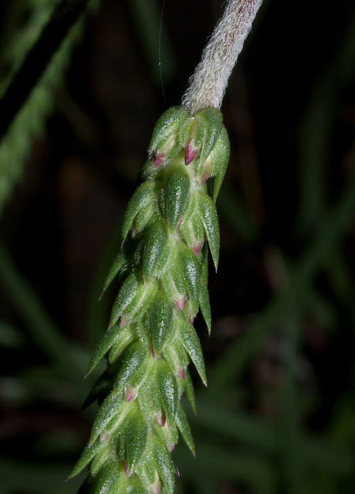 Plantago sp.